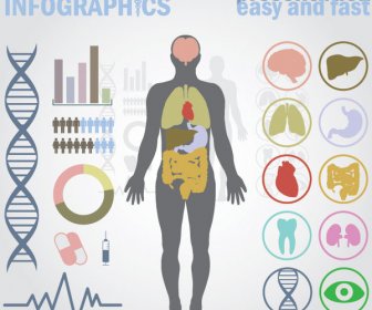 वेक्टर चिकित्सा इन्फोग्राफिक्स आंतरिक अंगों के साथ मानव शरीर