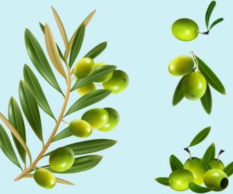 Vector Olives Food Vector Graphics