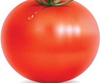 Vector Realistic Fresh Tomato