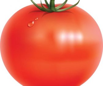 紅色鮮番茄上的向量水滴