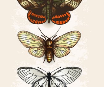Vintage Butterflies Specimen Design Vector