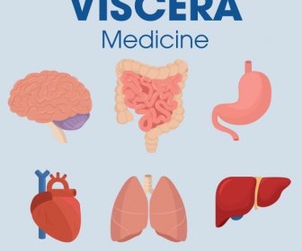 Viscera Medicine Elements Organs Sketch Colored Design