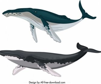 Wal-Kreatur Symbole Farbige Skizze Cartoon