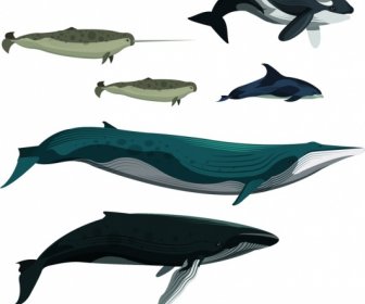 Balena Pesce Scuola Disegno Colorato Cartoon Schizzo