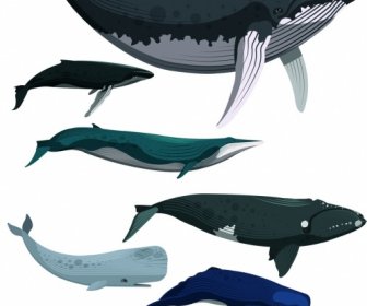 鯨魚圖示設置彩色卡通素描