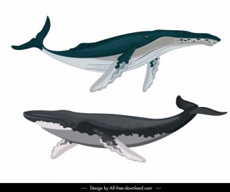 ícones De Espécies De Baleia Nadando Esboço