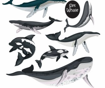 ícones De Espécies De Baleia Nadando Esboço Preto Branco Projeto