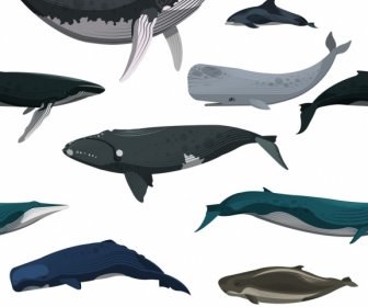 Whales Pattern Template Colored Swimming Species Icons Sketch