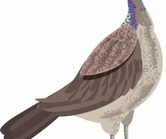 野生の孔雀アイコン シンプルな内装色手描きスケッチ