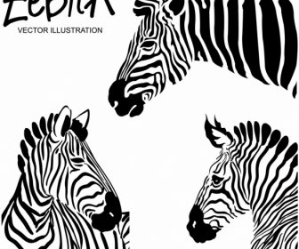 Zebra Icons Black White Stripes Decoration