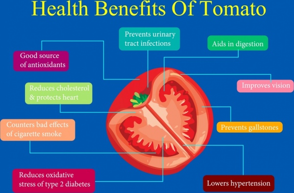 Rebanada de tomate en beneficio de infografia icono text - decoration