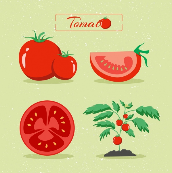 Elemen desain tomat berbagai jenis merah mengkilap