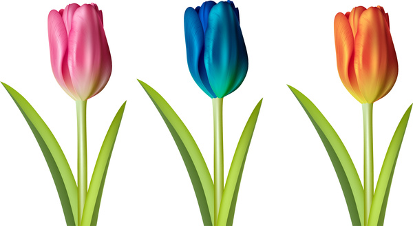ilustração de flor tulipa