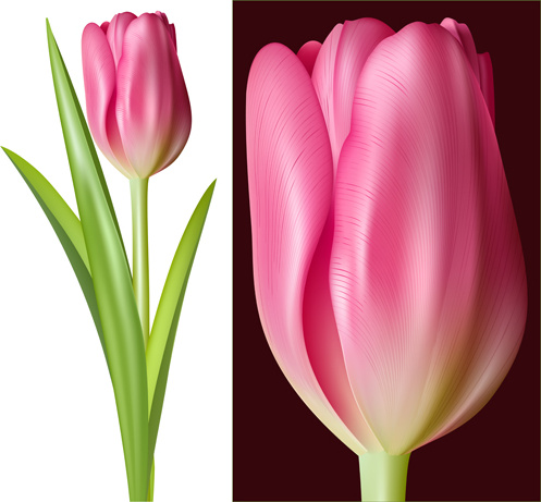 Gráficos vectoriales Tulip Rosa