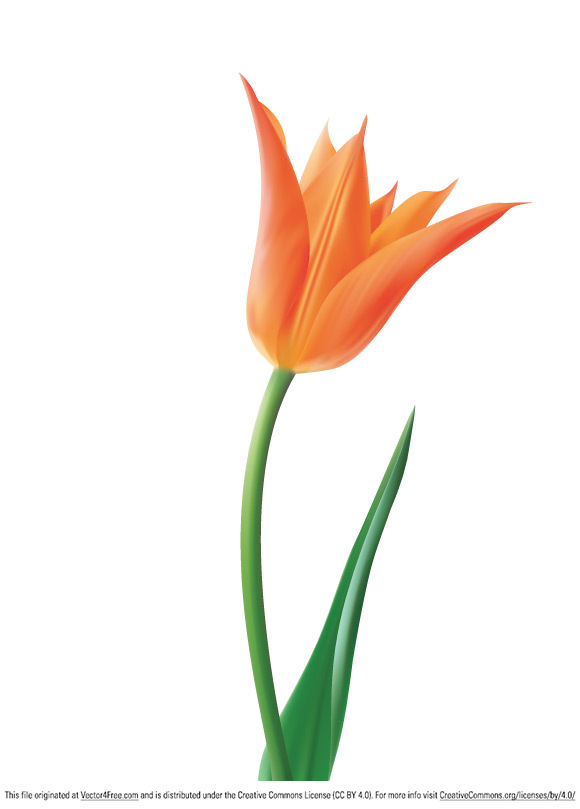 flor de tulipa vector