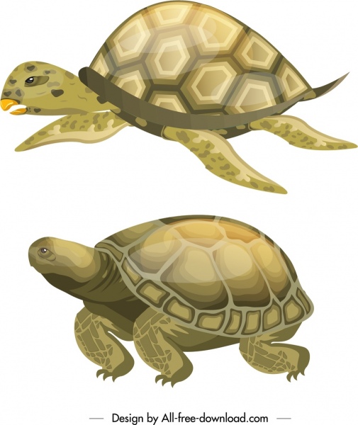 tartaruga criaturas ícones esboço colorido brilhante