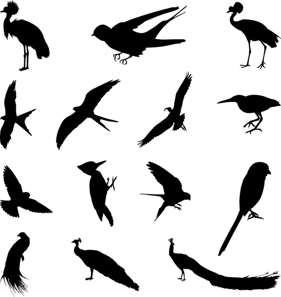 - zestaw różnych ptaków sylwetki