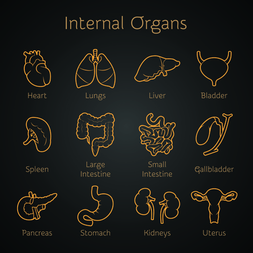 varios iconos de órganos internos de diseño vectorial