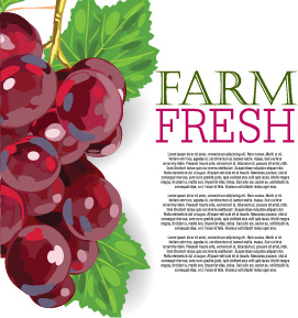 vector design de fundo de frutas frescas do farm
