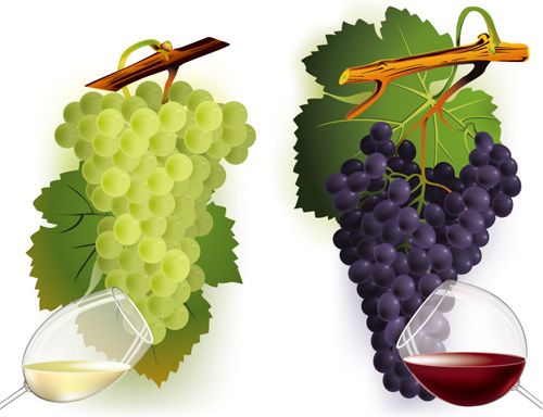 vector jugosas uvas diseño conjunto gráfico 4