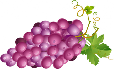 vector jugosas uvas diseño conjunto gráfico 5