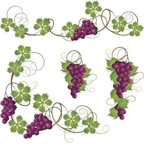 vector jugosas uvas diseño conjunto gráfico 7