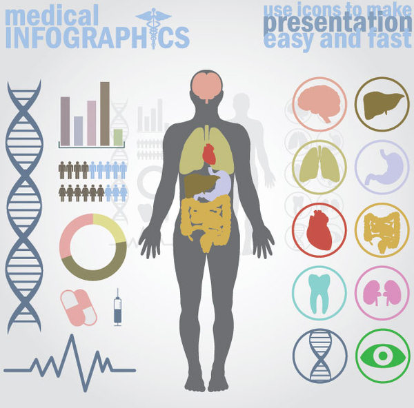 Vector infográficos médica corpo humano com órgãos internos