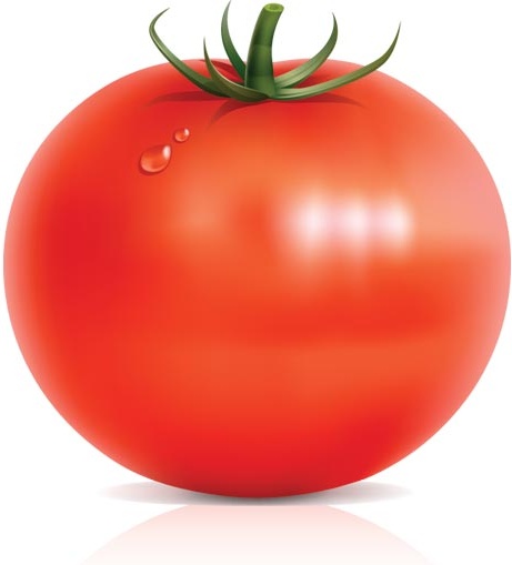 tomate fresco realista Vector