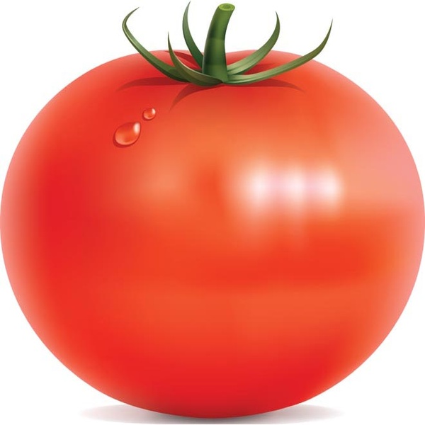 紅色鮮番茄上的向量水滴