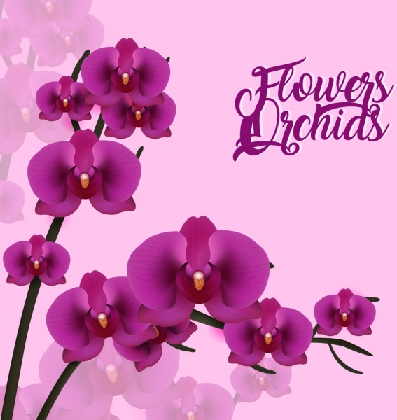 Purple orchids nền thiết kế 3D