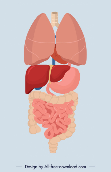 viscera icone organi umani layout