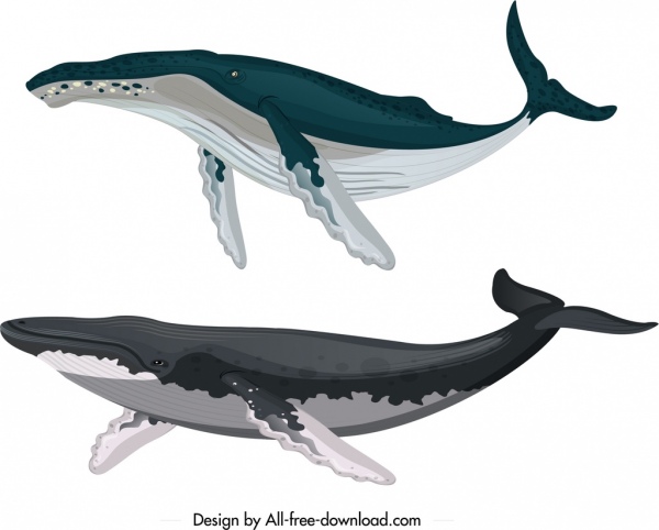 baleia criatura ícones coloridos desenhos animados esboço