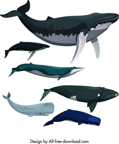 Icone balena set colorato schizzo del fumetto