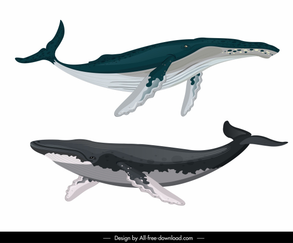 gatunki wielorybów ikony pływanie szkic