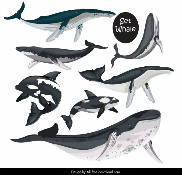 ไอคอนสายพันธุ์วาฬว่ายน้ำร่างดำขาวออก