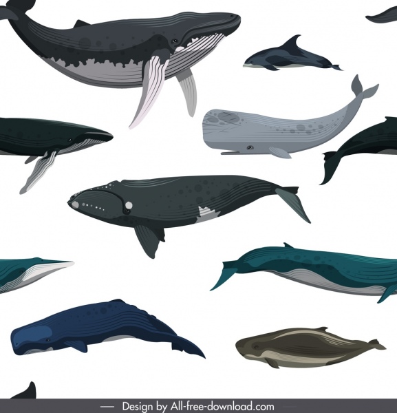 قالب نمط الحيتان الملونة السباحة الرموز رسم الأنواع