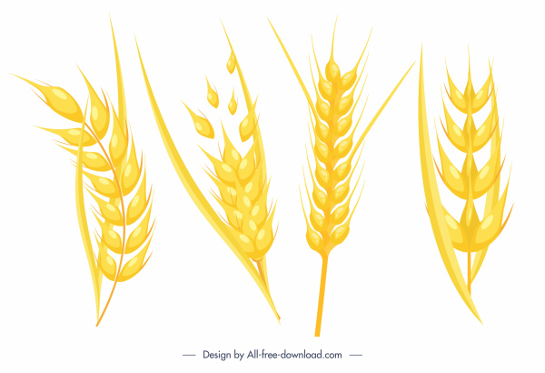 iconos de flores de trigo brillante diseño dinámico dorado