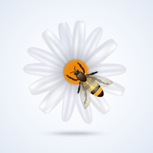 Arı vektör ile beyaz çiçek