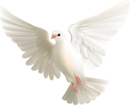chim bồ câu trắng thực tế vector thiết kế
