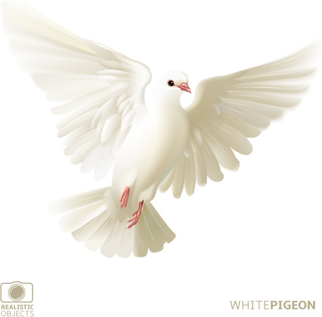 chim bồ câu trắng thực tế vector thiết kế