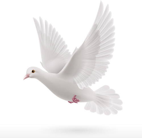 piccione bianco realistico di vettore