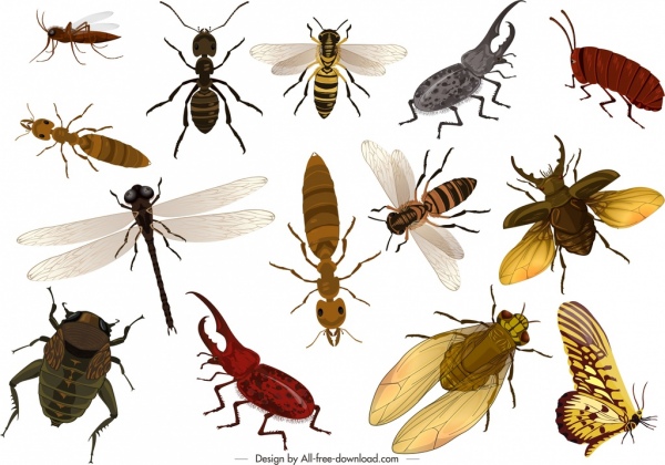 icônes sauvages d'insectes colorées 3d conception