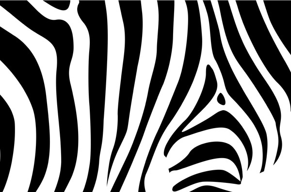 fundo de zebra