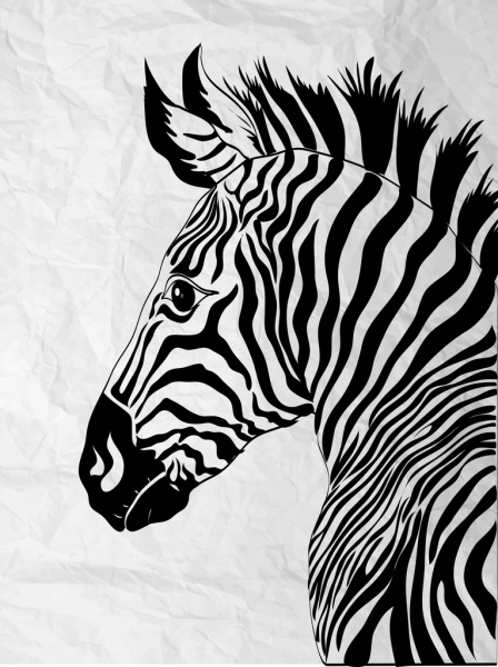 zebra çizim siyah beyaz elle çizilmiş çizim