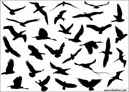 30 diferentes aves voadoras
