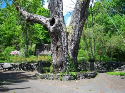 300-летний дерево