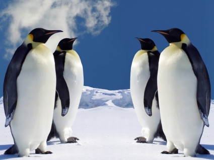 4 Императорские пингвины Обои животных пингвины