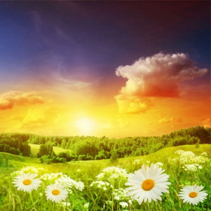 4 highdefinition hình ảnh của Hoa cúc hoang dã dưới ánh mặt trời