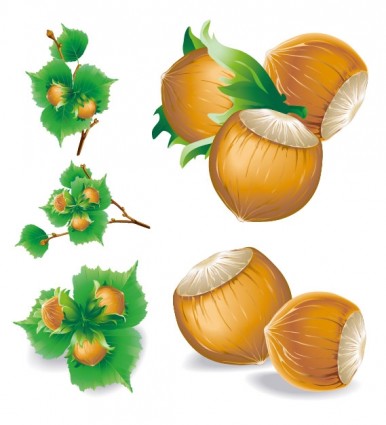 5 Chestnuts Vector