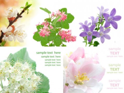 imagen de alta definición de 5 flores elegantes